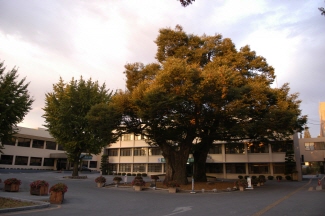 Hongseong Ogwanni Zelkova