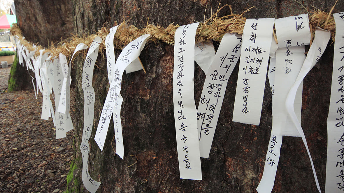 홍성군청의 느티나무 이미지