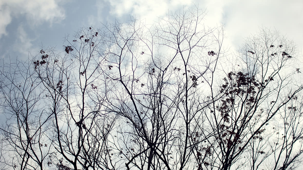 하늘을 배경으로한 앙상한 나무들 이미지