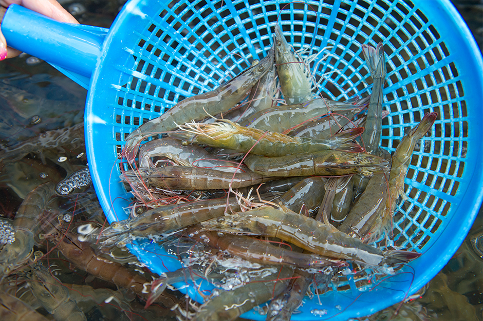 Hongseong Namdang Port Jumbo Shrimp Festival3