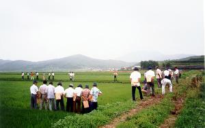 벼 측조시비 시범포 및 우량 품종 시범포 평가회