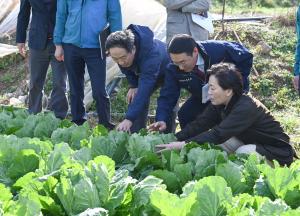 농림축산식품부장관 배추 재배 현장 방문