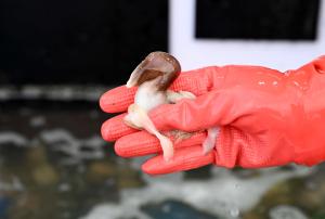 새조개와 함께하는 수산물 축제