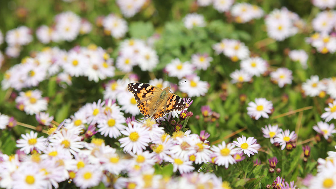 들꽃위에 앉아있는 나비 이미지