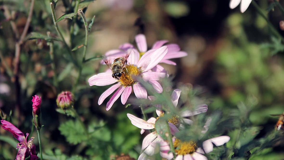 코스모스 위에 앉아있는 꿀벌 이미지