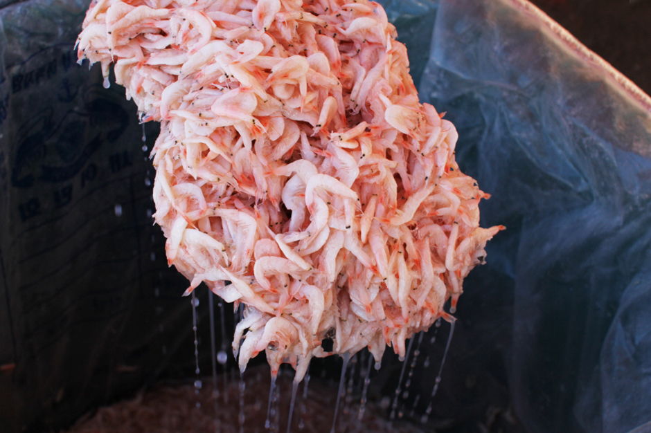 Gwangcheon Cave Salted Shrimp & Dried Laver Festival1