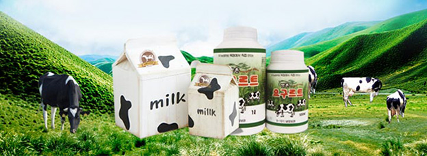 요구르트와 우유 젖소들 사진