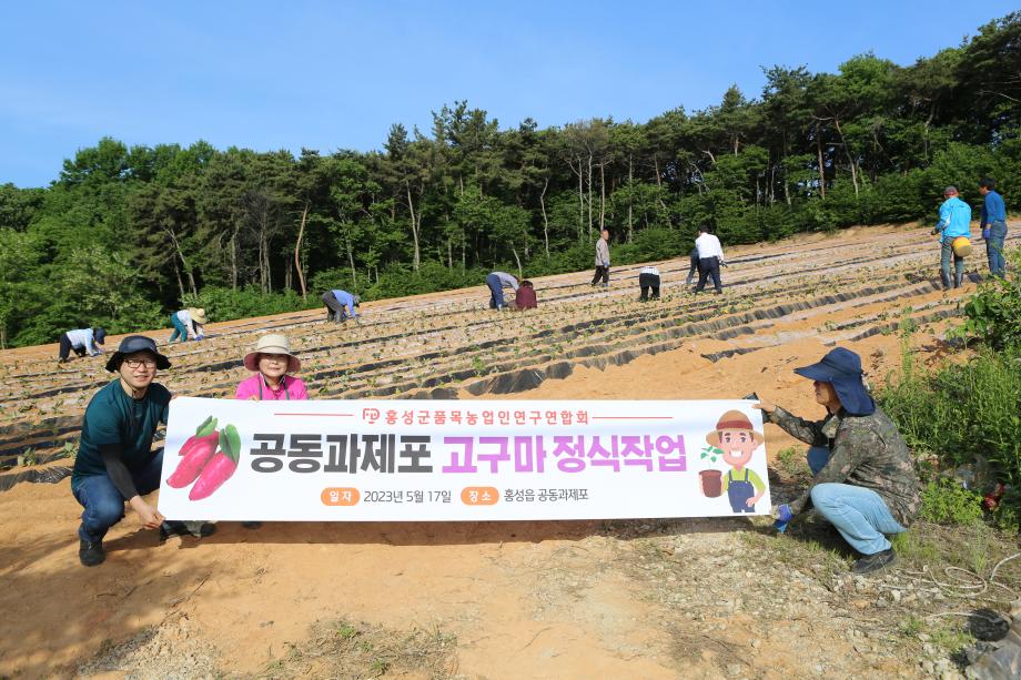 홍성군품목농업인연구회 공동과제포 고구마 정식작업 이미지