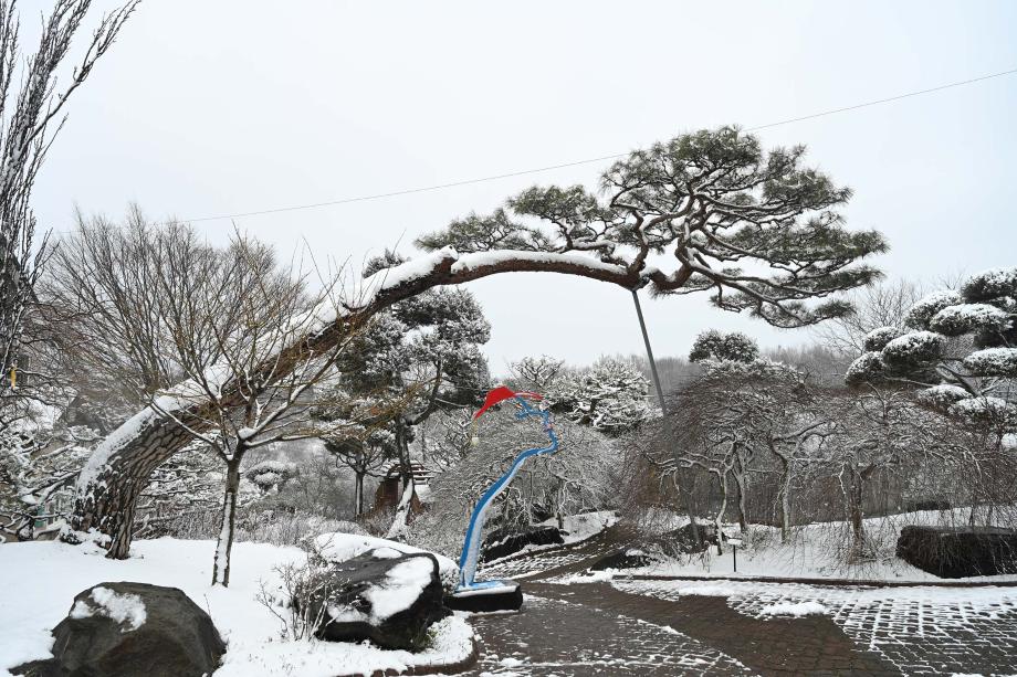 봄꽃과 눈꽃의 만남 이미지
