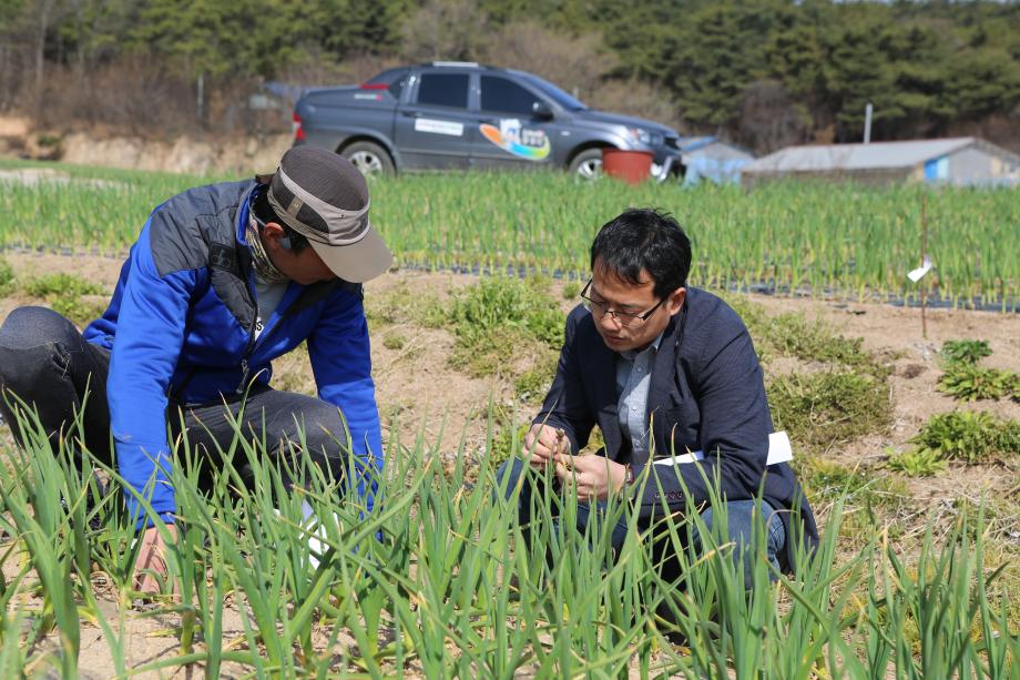 홍산마늘재배 현장지도 2019-4-8 이미지