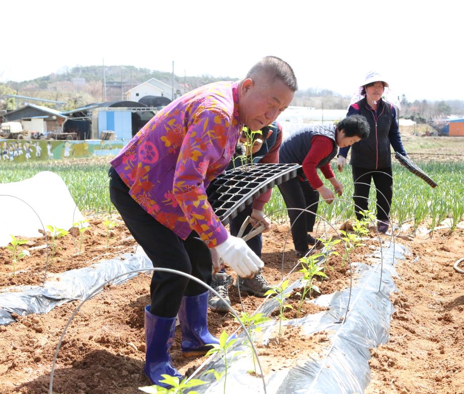 결성 부직포 터널재배 고추 파종 2019-4-15 이미지